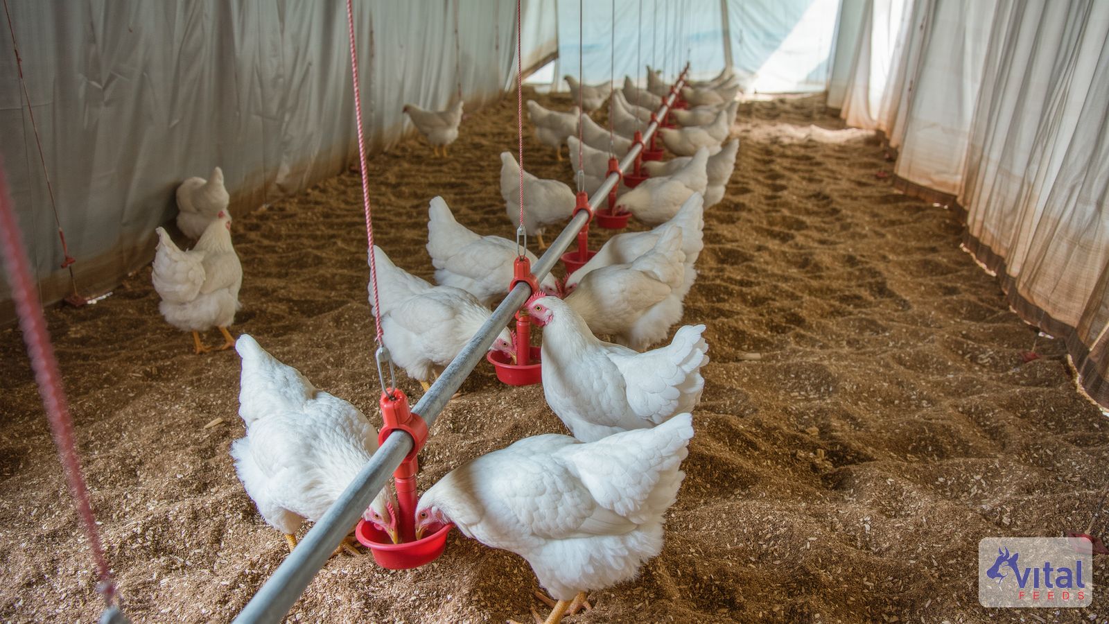 Broilers drinking from a nipple drinker line in a Punjab shed, showing broiler water consumption