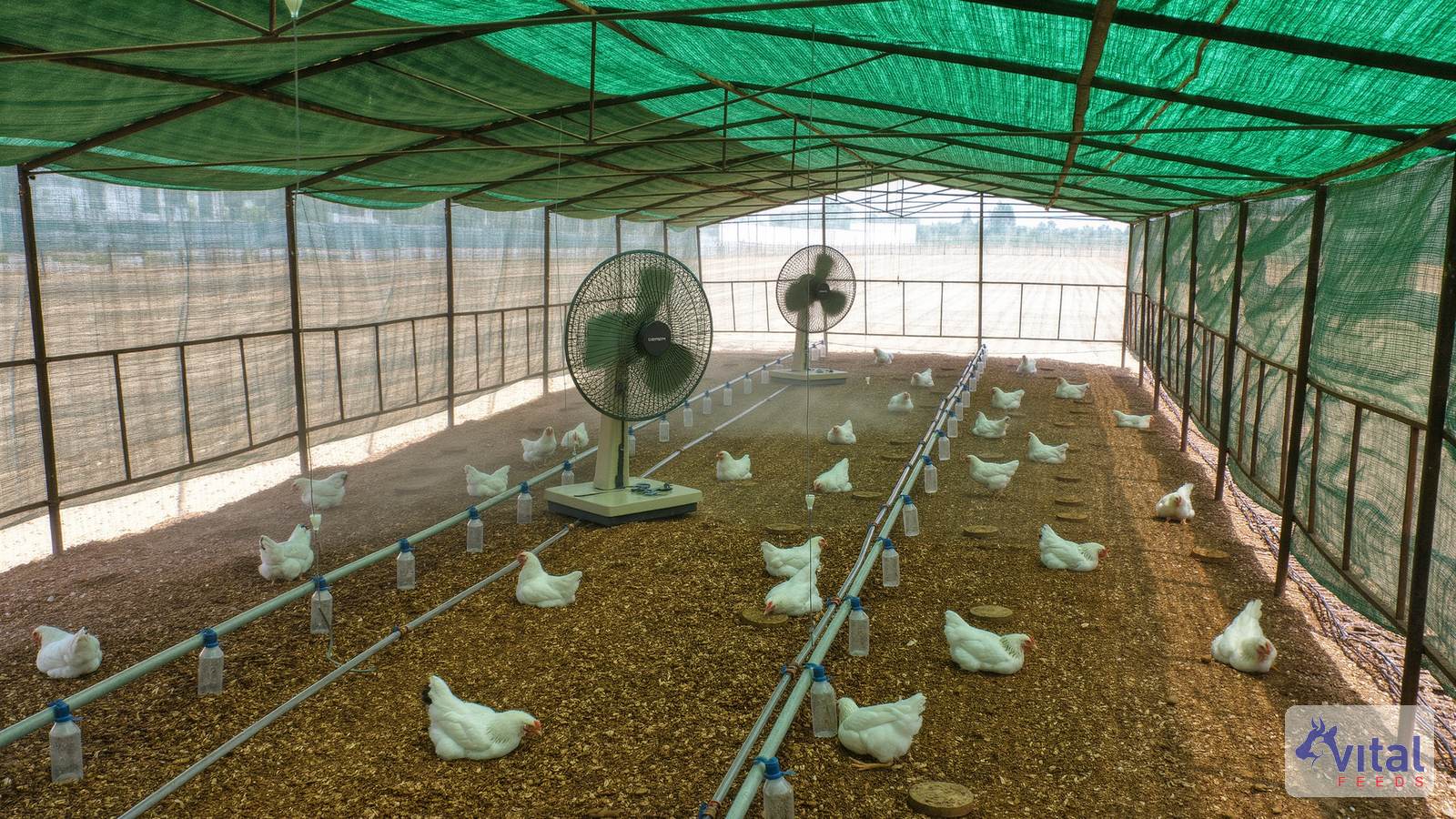 Open-sided poultry shed in Punjab summer with fans, shade nets and drinkers to reduce heat stress in poultry