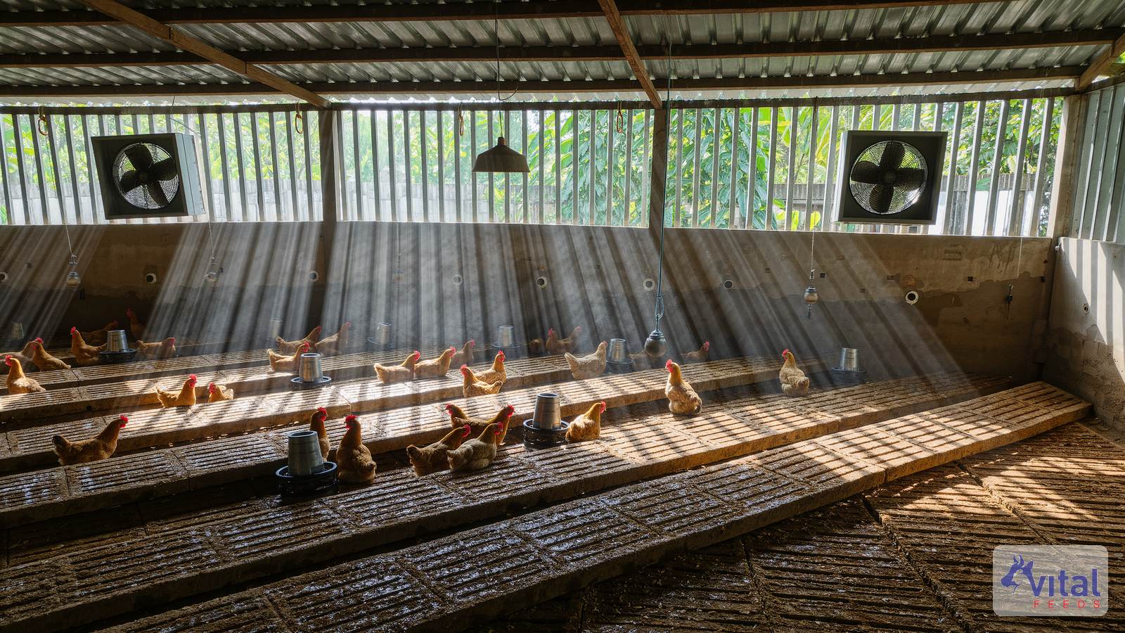 Feeding through summer heat stress - Vital Feeds guide
